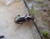 Bembidion sp.